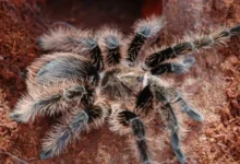 Brachypelma albopilosum