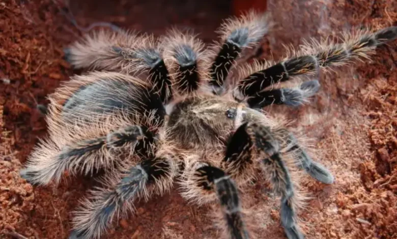 Brachypelma albopilosum