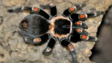 Brachypelma auratum