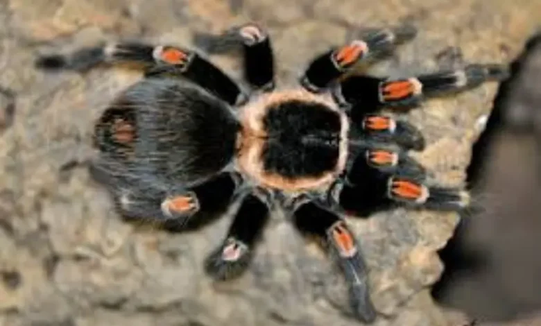 Brachypelma auratum