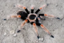 Brachypelma baumgarteni