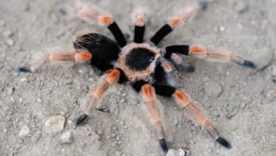 Brachypelma baumgarteni