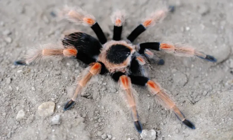 Brachypelma baumgarteni