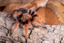 Brachypelma boehmei