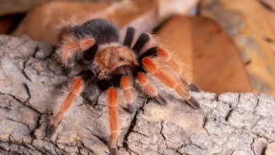 Brachypelma boehmei