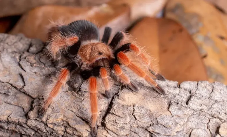 Brachypelma boehmei