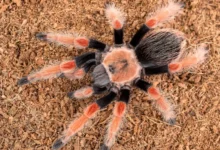 Brachypelma boehmei