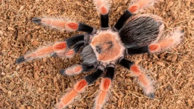 Brachypelma boehmei