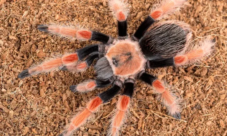 Brachypelma boehmei