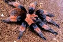 Brachypelma emilia