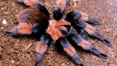 Brachypelma emilia