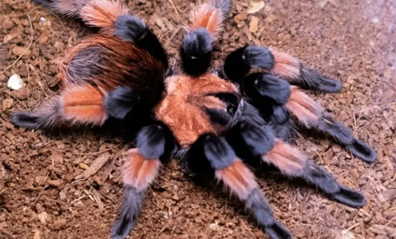 Brachypelma emilia