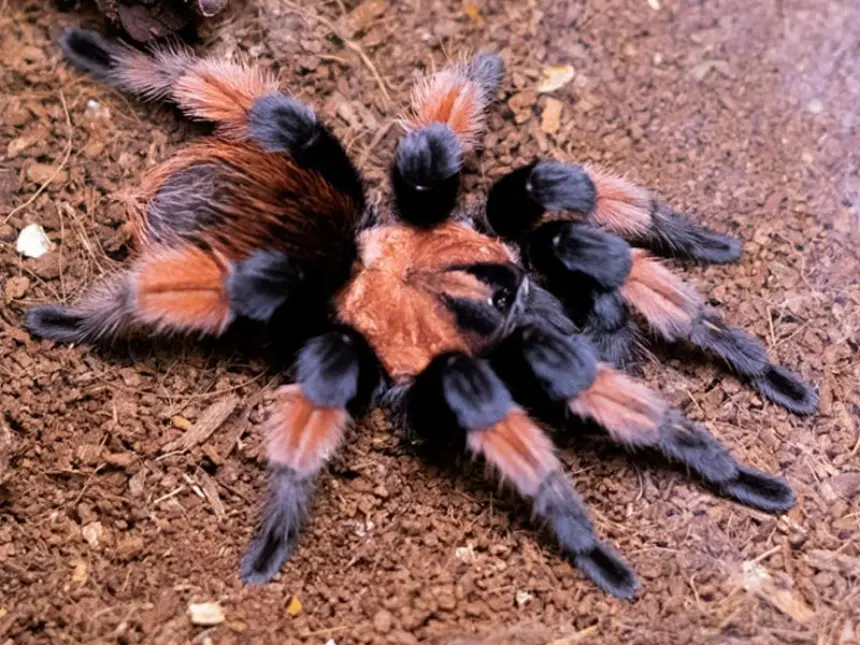 Brachypelma emilia