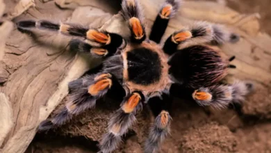 Brachypelma hamorii