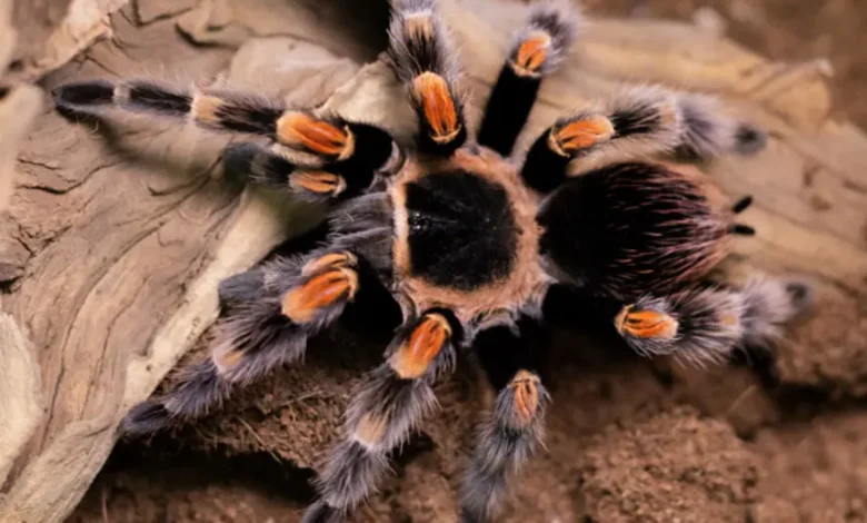 Brachypelma hamorii