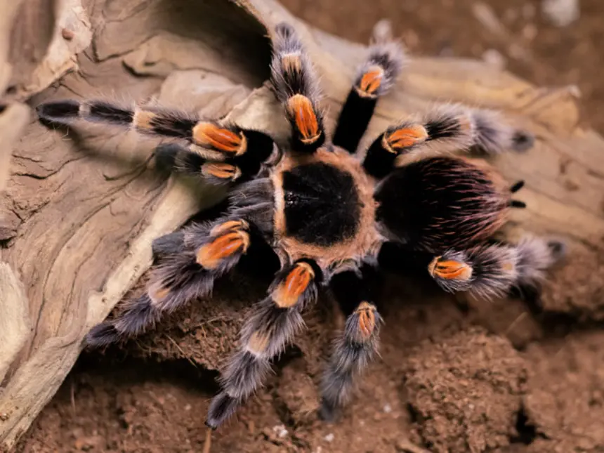 Brachypelma Hamorii brachypelma-hamorii