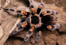 Brachypelma hamorii