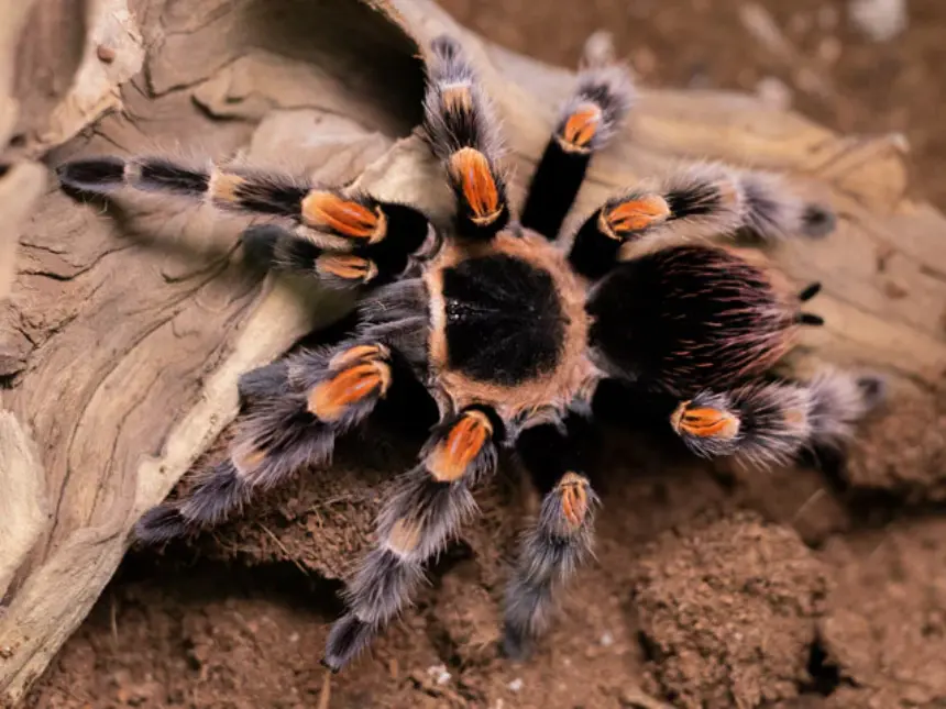 Brachypelma hamorii