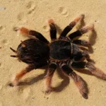 Brachypelma klaasi