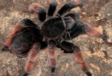 Brachypelma klaasi