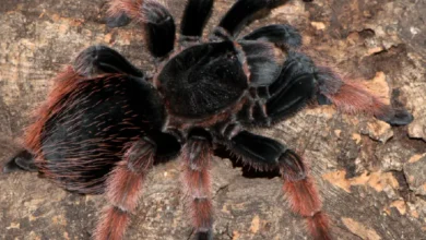 Brachypelma klaasi