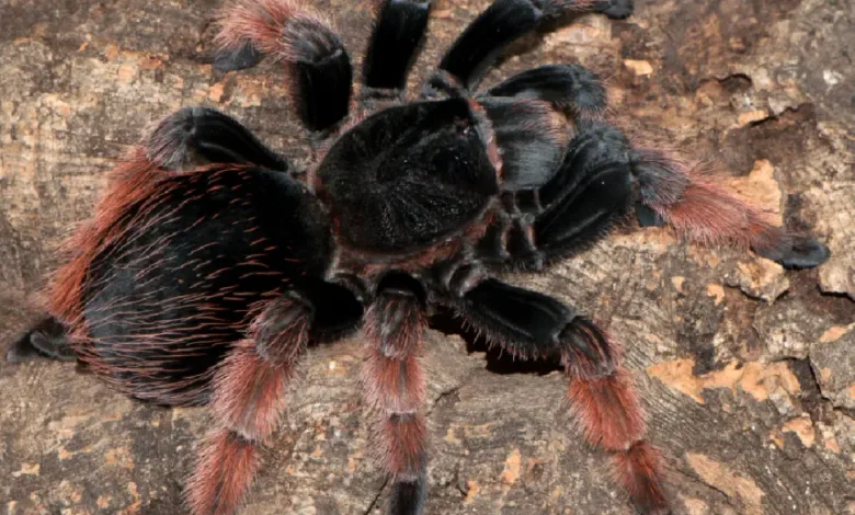 Brachypelma klaasi