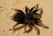 Brachypelma klaasi