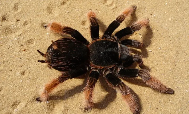 Brachypelma klaasi