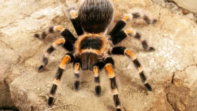 Brachypelma smithi