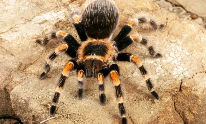 Brachypelma smithi