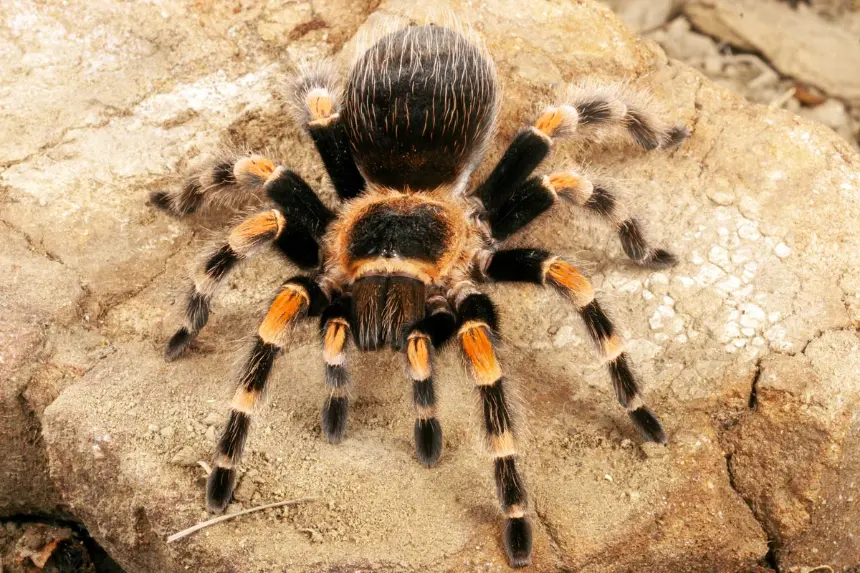 Brachypelma smithi