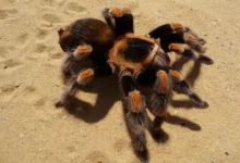 Brachypelma smithi