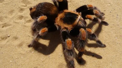 Brachypelma smithi