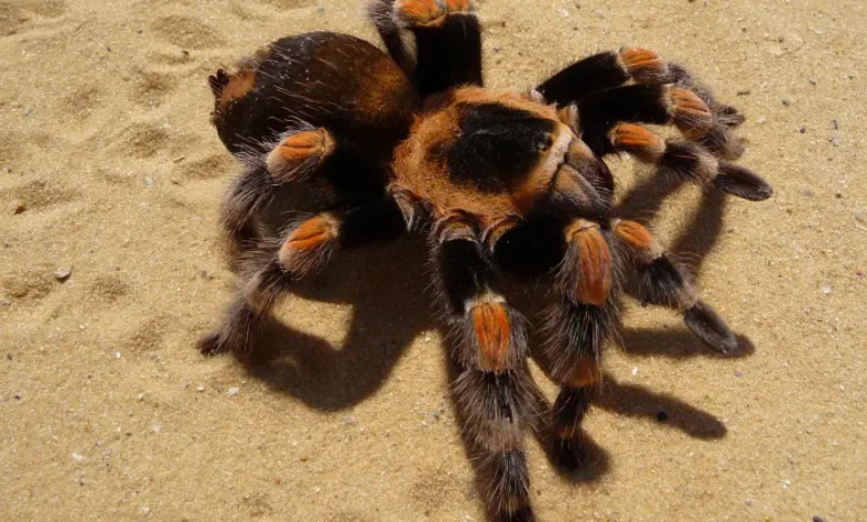 Brachypelma smithi