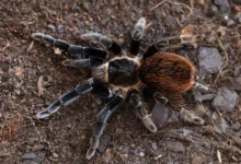 Brachypelma vagans