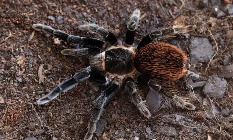 Brachypelma vagans