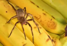 Brazilian Banana Spider