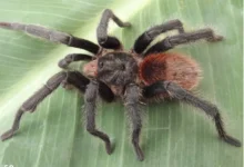 Bumba humilis