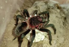 Bumba tapajos