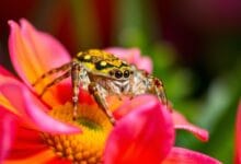 CRAB SPIDERS