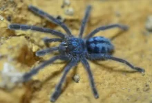 Caribena laeta (Puerto Rican Pinktoe)