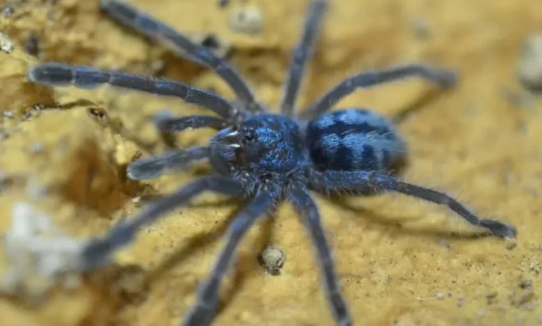 Caribena laeta (Puerto Rican Pinktoe)