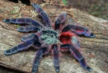 Caribena versicolor