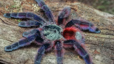 Caribena versicolor