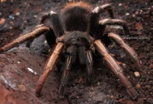 Catanduba flavohirta