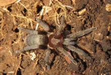 Catumiri argentinense