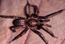 Catumiri petropolium