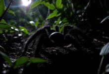 Caza y Alimentación Nocturna de las tarántulas