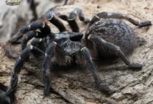 Ceratogyrus darlingi