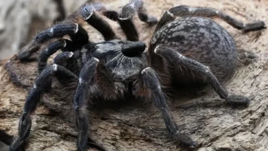 Ceratogyrus darlingi